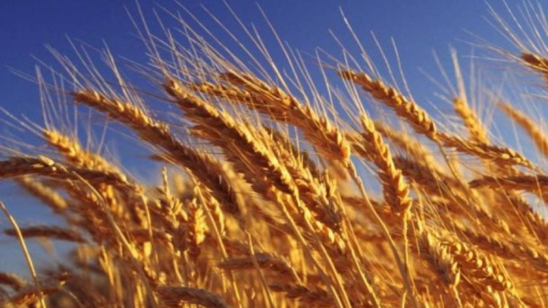 Қытайда аштық болуы мүмкін: Қазақ бидай экспортын ұлғайтады