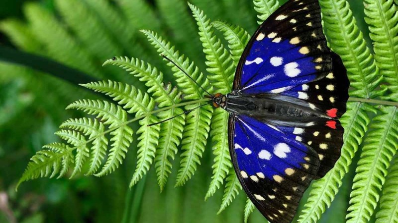 Әлемдегі жәндіктердің саны қарқынды түрде төмендеуде - ғалымдар - Қазақстан жаңалықтары