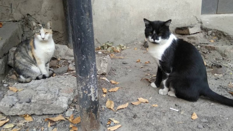 Алматы облысында мысықтарды тірідей өртеген (ВИДЕО)