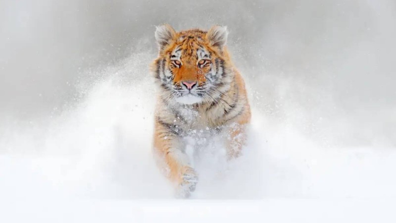 Астананың іргесіндегі ауылға жолбарыс шапты ма: полиция ресми пікір білдірді (ВИДЕО)