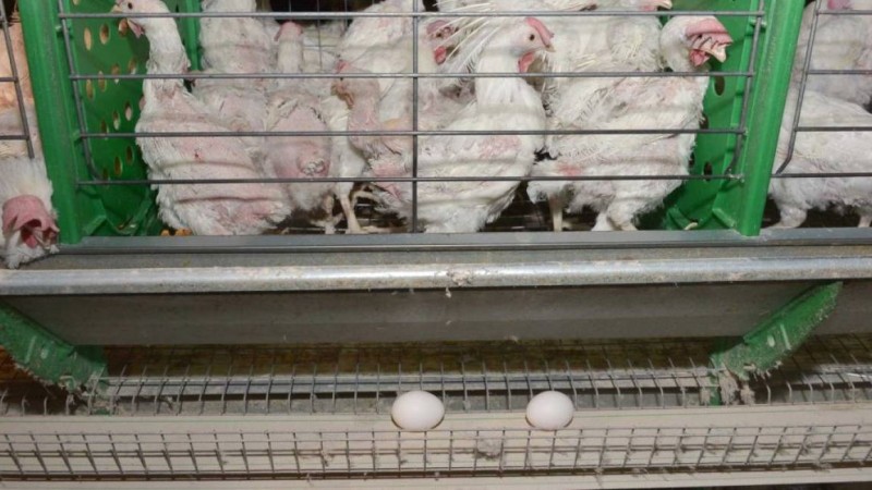 Құс тұмауы адамға жұға ма: ресми өкіл жауап берді