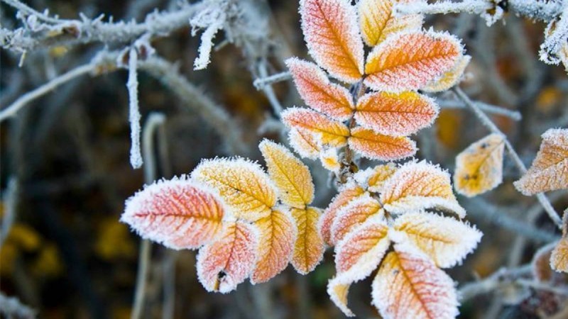 30 тамыз күні солтүстік облыстарда үсік жүреді