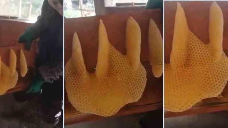 Алланың аты жазылған араның ұясы көпшілікті таңғалдырды (видео) - Қазақстан жаңалықтары