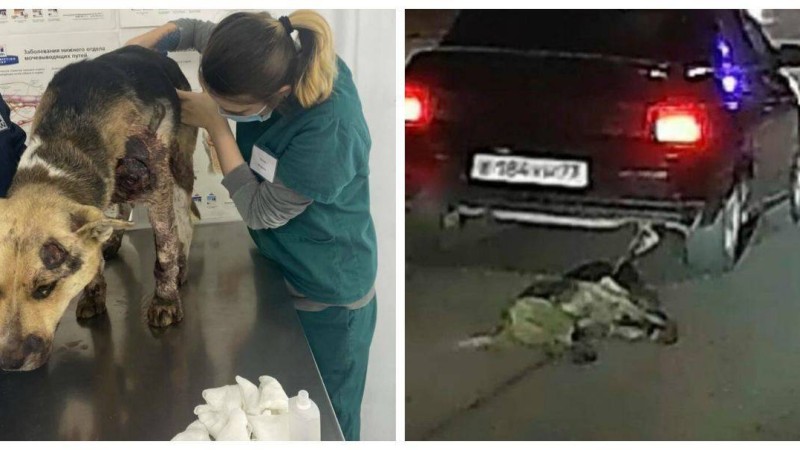 Атырауда көлікпен сүйреген иттің жағдайы белгілі болды