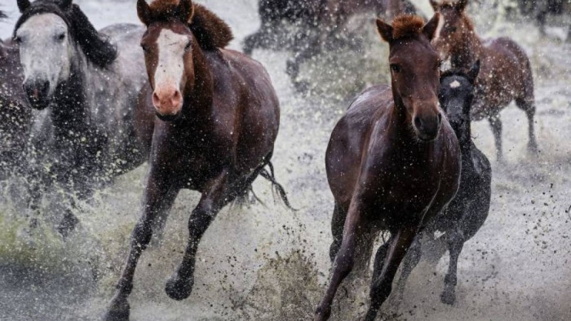 Аршалы маңында жолаушылар пойызы бір үйір жылқыны басып кетті – жантүршігерлік видео