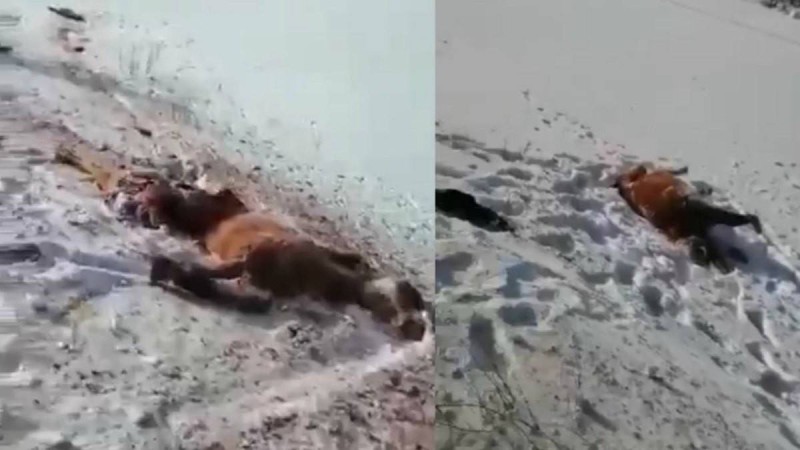 Ақмола облысында жүрдек пойыз қараусыз қалған 11 жылқыны қағып өткен (видео) - Қазақстан жаңалықтары