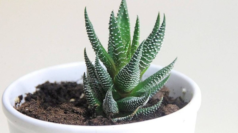 Алоэ өсімдігі туралы ғылыми жоба - ерекшелігі және емдік қасиеті