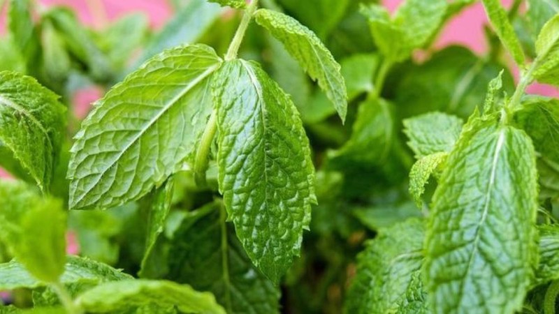 Емдік өсімдіктер туралы Ғылыми жоба жұмыс