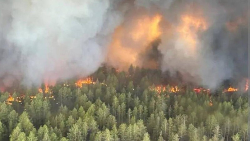 "Семей орманы" резерватындағы адам өлімі: күдікті екі адам ұсталды