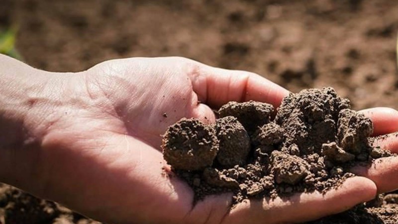 Ғалымдар адамдардың мәйіттерін тыңайтқыш ретінде қолдануға ұсыныс жасады - Қазақстан жаңалықтары