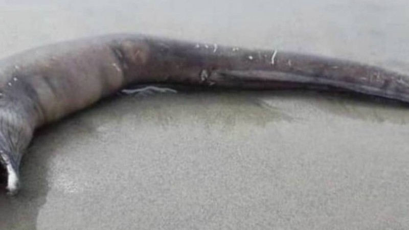 Мексикада көзсіз жұмбақ тіршілік иесі табылды - Қазақстан жаңалықтары