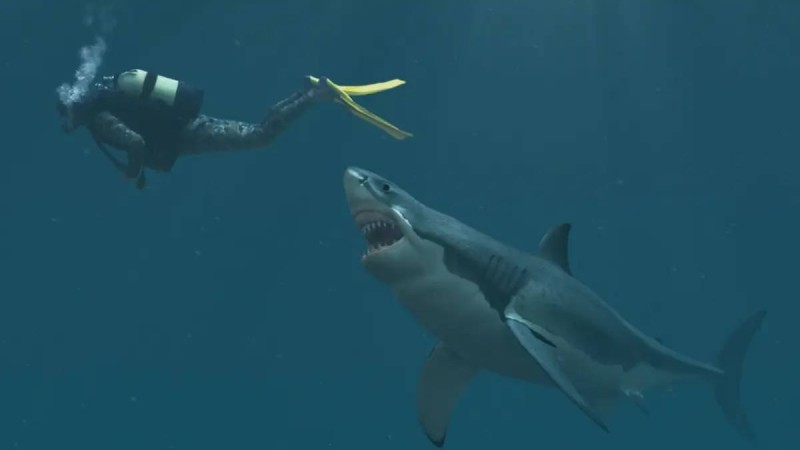 Египетте акулалар адамдарға шабуыл жасап, бір туристі жеп қойды