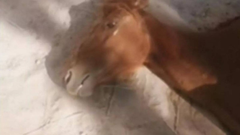 «Жануар да жылайды»: Маңғыстаудағы «жұттан» қатты ашыққан жылқының жылаған видеосы тарады