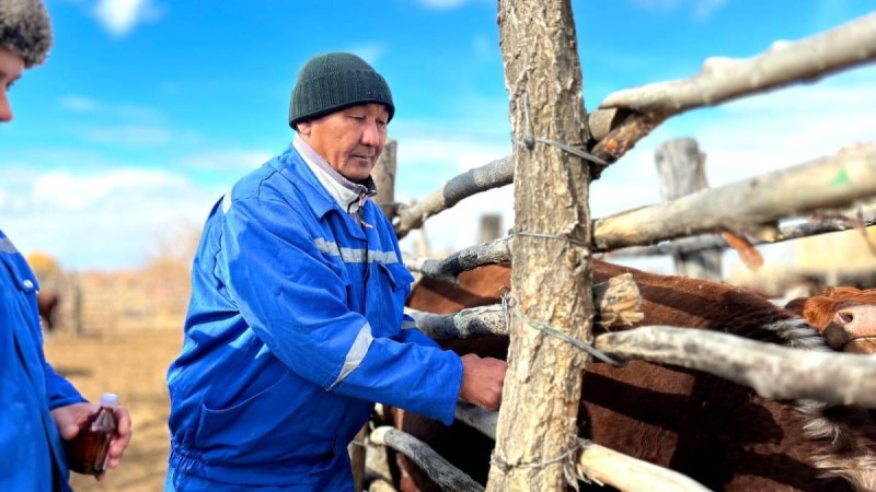 Балқаш ауданында Сібір жарасына қарсы егу науқаны жалғасуда