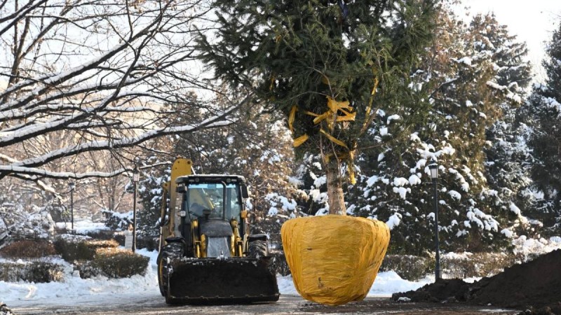 Алматы қалалық ландшафтты жаңартуда: қылқан жапырақты биік ағаштар отырғызылды