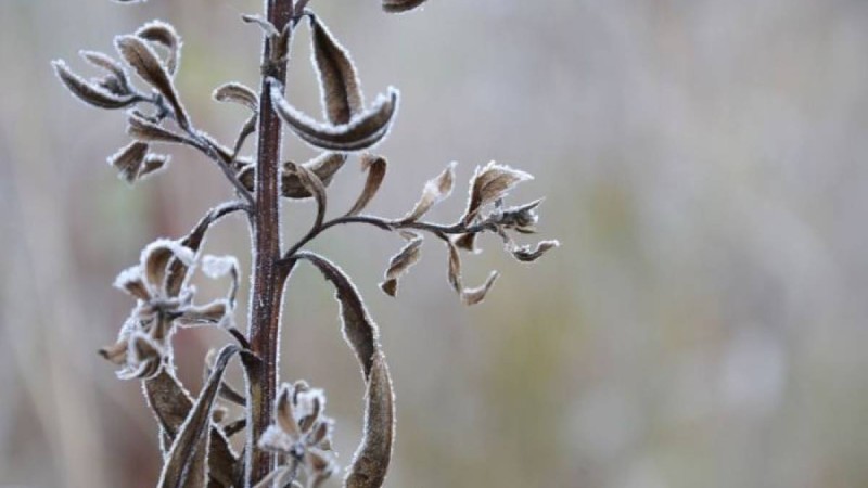 Синоптиктер сәуір айының соңында қай облыстарда күн суытатынын айтты