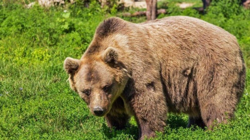 Депутат аю екен деп адамды атып тастаған