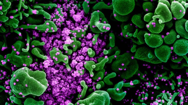 Емделіп шыққан соң адам ағзасындағы коронавирус қандай күйде болады – маман пікірі