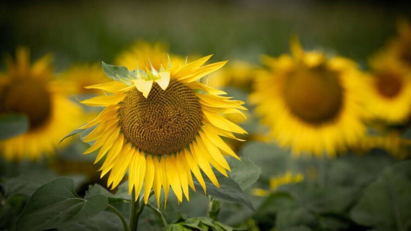 Жұма күні Қазақстанның алты облысында дауылды ескерту жарияланды
