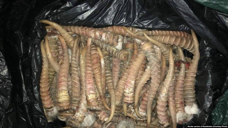 БҚО тұрғынынан киіктің мүйіздері табылғаны хабарланды