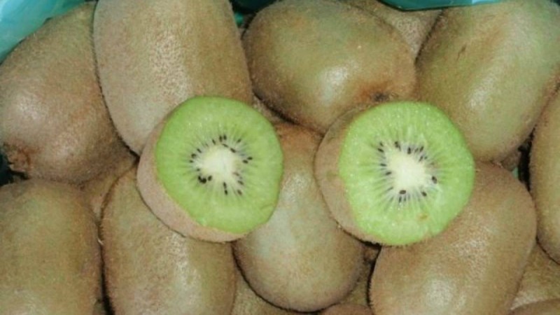 Қазақстанға 19 тонна бұзылған киви жеткізілген - Қазақстан жаңалықтары