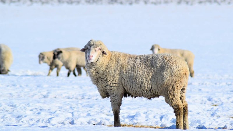 30 градус аяз. Қазақстанның бірнеше өңірінде ескерту жарияланды