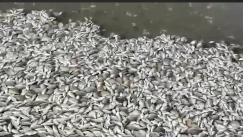 Ақтөбе облысындағы су қоймасында балықтар жаппай қырылды - Қазақстан жаңалықтары