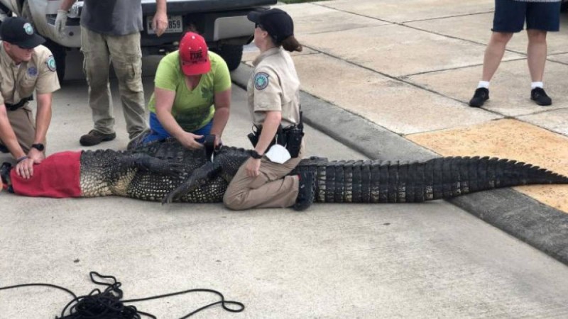 Әкесі қызын төрт метрлік қолтырауыннан құтқарды