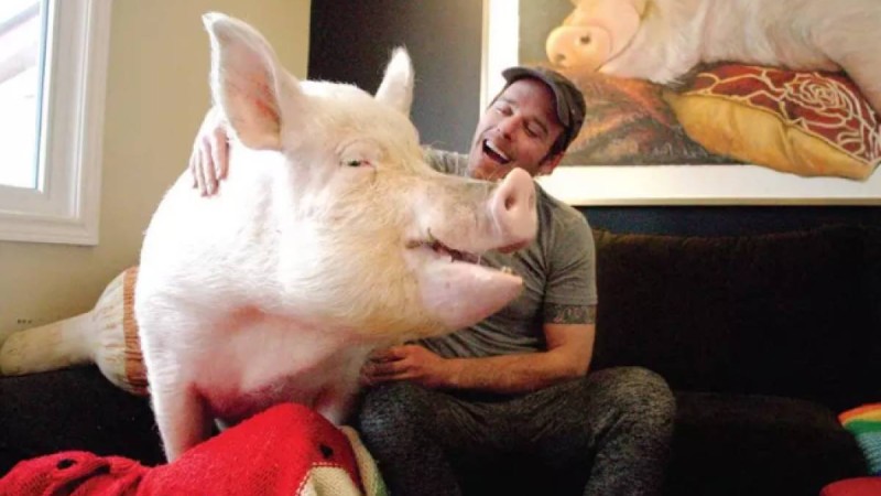 «Елімізде доңыз бизнесі дамып, шошқа тану кафедралары ашылмақ»: осы мақсатта Швейцариядан арнайы мамандар келе жатыр