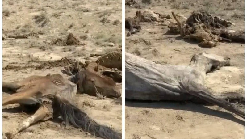 Маңғыстау облысында келесі жазға дейін мал қалмауы мүмкін