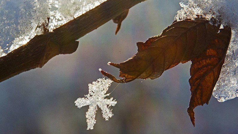 Қазақстандықтар желіде алғашқы қарға қуанып жатыр