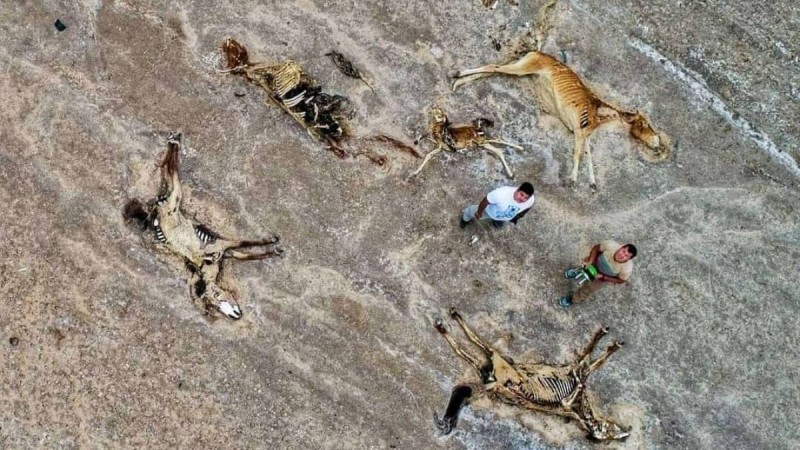 Еуроодақ қуаңшылықтан зардап шеккен қазақстандықтарға 200 мың еуро бөледі