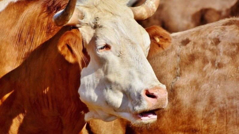 Құрбан айтта Ақтауда қашқан бұқаны полиция ұстады (ВИДЕО)