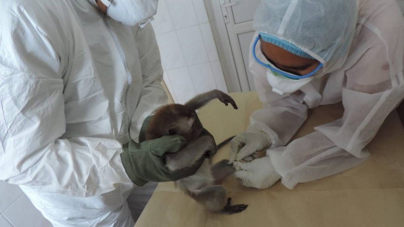 Коронавирус: Қазақстандық вакцинаның жануарларға жүргізілген сынағы сәтті өтті