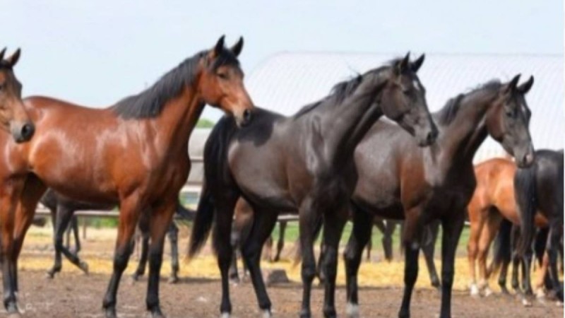 Елімізде мал басы артты