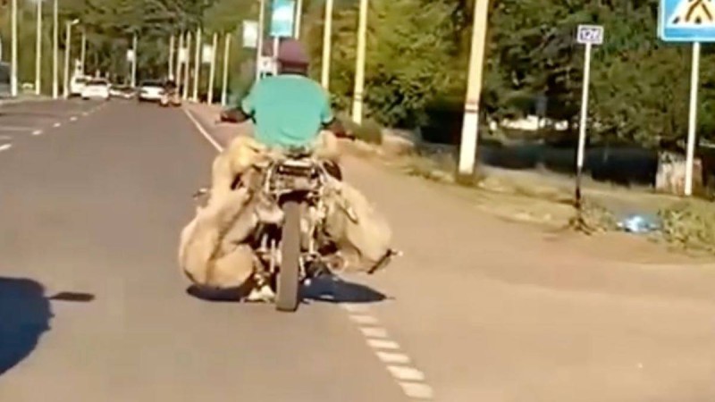 Мотоциклге қой тиеген мақаншылық желі қолданушыларын таң қалдырды (видео)
