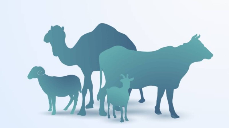 Мүфтият онлайн құрбан шалуға арналған сайтты іске қосты