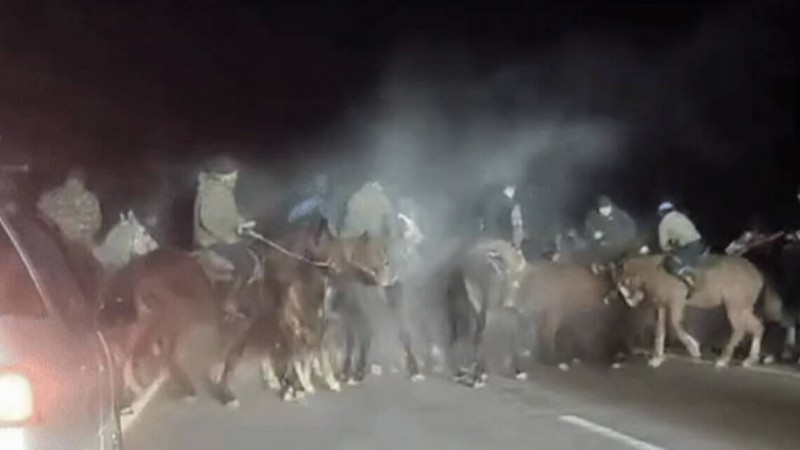 Алматыда көкпар ұйымдастырған азамат 7 тәулікке қамалды