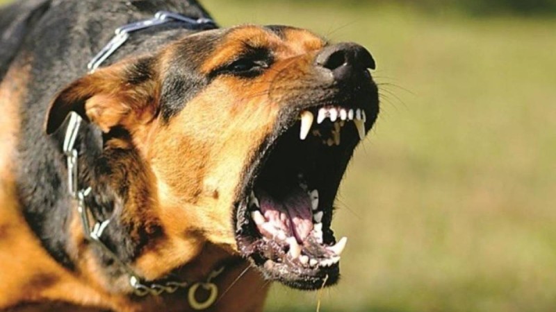 Батыс Қазақстан облысында ит төрт жасар баланы талап тастады