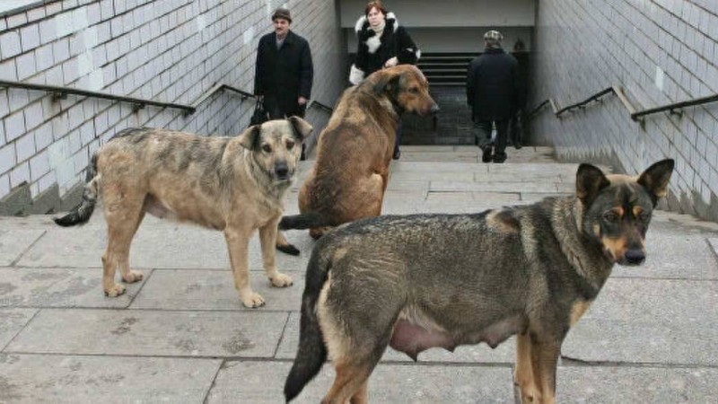 Короанвирустың адамға қалай жұққаны айтылды - Қазақстан жаңалықтары