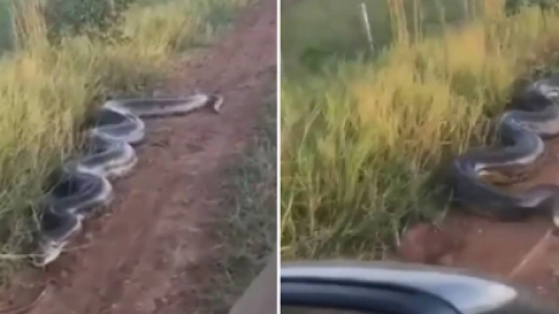 "Алакөлдегі анаконда" қазақстандықтардың зәре-құтын қашырды (видео)