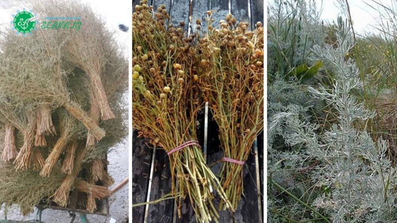 Емдік қасиеті бар үш өсімдік