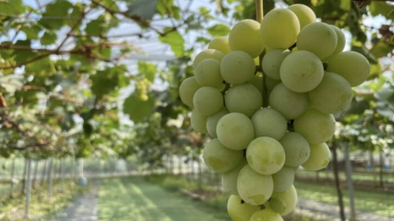 Трендке айналған “Шайн мускат” жүзімі зиян ба? - Министрлік зерттеу нәтижесімен бөлісті