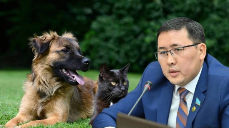 "Мен де көбейгім келеді": Мәжіліс депутаты Баққожаев үй жануарларын стерильдеу әдісінің тиімділігіне күмәнданды