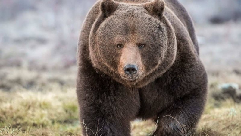 Бір апта аюдың қоршауында қалып қойған ер адам ғажайыппен аман қалды