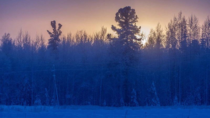 Ақмола облысында теміржолшылар ағашқа шығып аман қалды