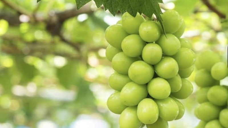 Ауыл шаруашылығы министрі танымал «шайн мускат» жүзімінің құрамын тексеретінін айтты