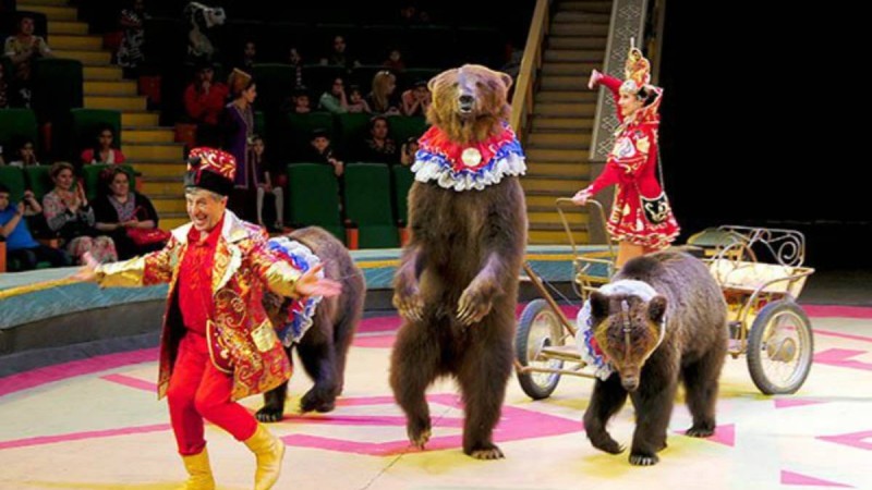Ресейлік цирк екі айдан бері Қарағандыдан шыға алмай жатыр - Қазақстан жаңалықтары