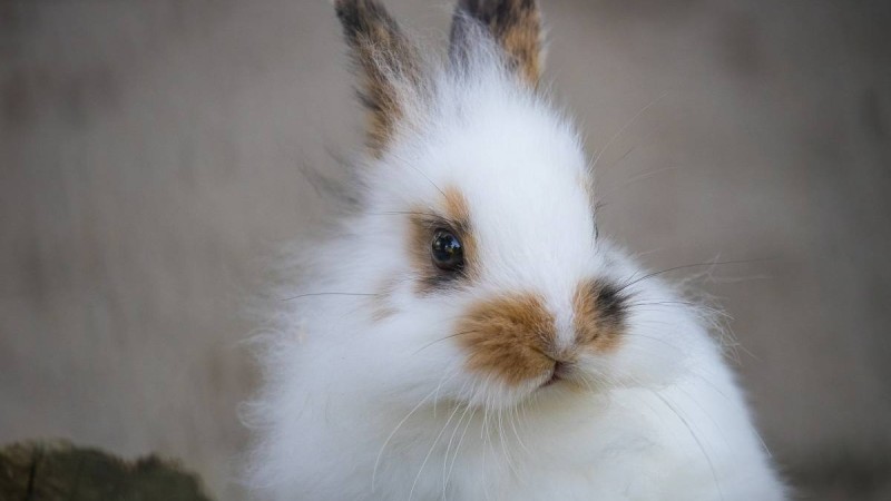 Қоян жылында туғандар 2021-де миллионер атанады