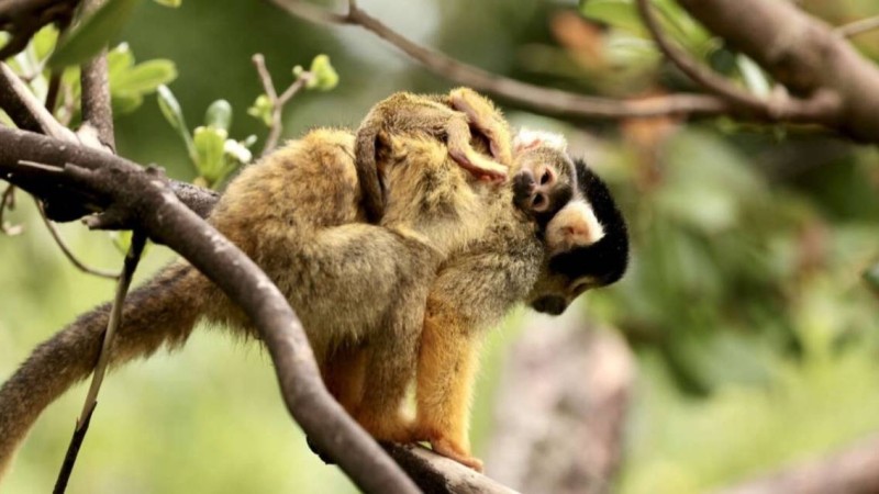 Қытайда маймыл вирусынан алғашқы адам өлімі тіркелді